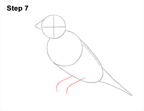Draw a Gould's Finch Bird 7 How to Draw a Lady Gouldian Rainbow Finch Bird 7