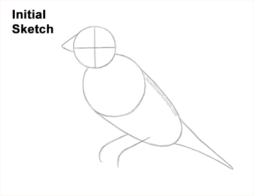 Draw a Gould's Finch Bird Guidelines How to Draw a Lady Gouldian Rainbow Finch Bird Guides Lines