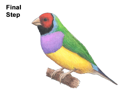 Draw a Gould's Finch Bird How to Draw a Lady Gouldian Rainbow Finch Bird