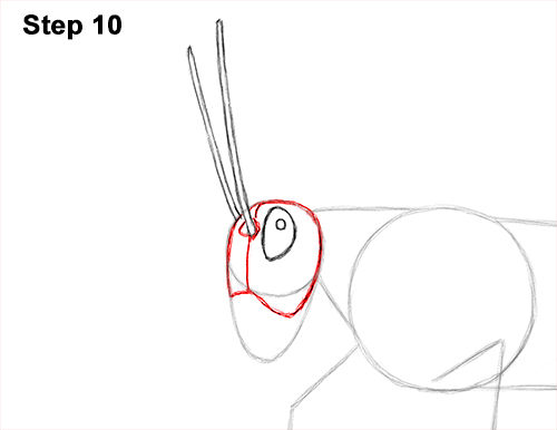 How to Draw Grasshopper Insect Bug 10