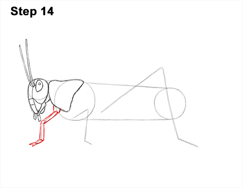How to Draw Grasshopper Insect Bug 14