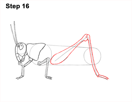 How to Draw Grasshopper Insect Bug 16