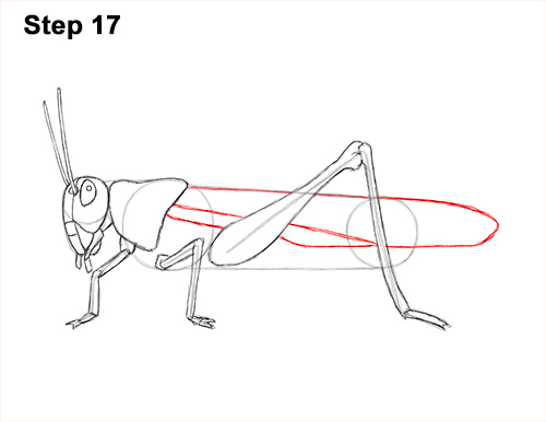 How to Draw Grasshopper Insect Bug 17