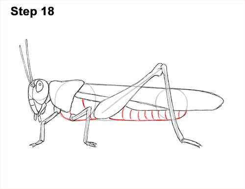 How to Draw Grasshopper Insect Bug 18