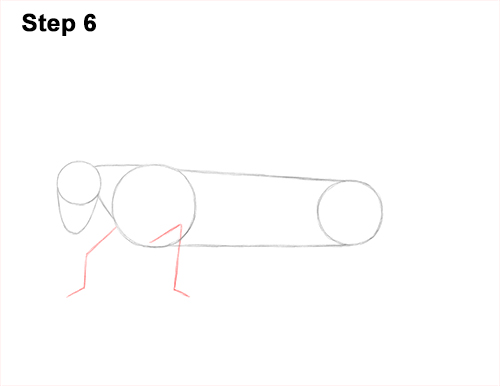 How to Draw Grasshopper Insect Bug 6