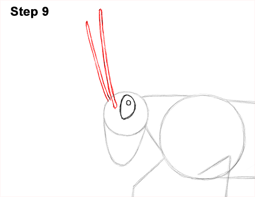 How to Draw Grasshopper Insect Bug 9