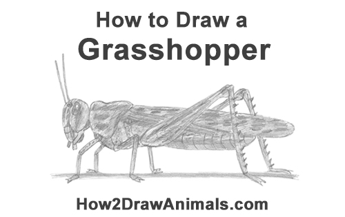 Draw Grasshopper Insect How to Draw Grasshopper Insect Bug