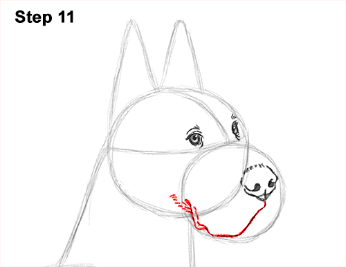 Draw Great Dane Dog 11 How to Draw a Tall Great Dane Dog 11