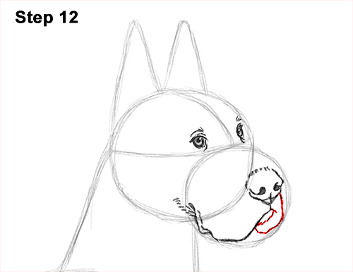 Draw Great Dane Dog 12 How to Draw a Tall Great Dane Dog 12