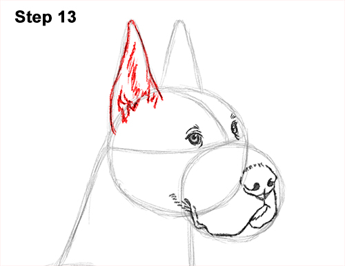 Draw Great Dane Dog 13 How to Draw a Tall Great Dane Dog 13