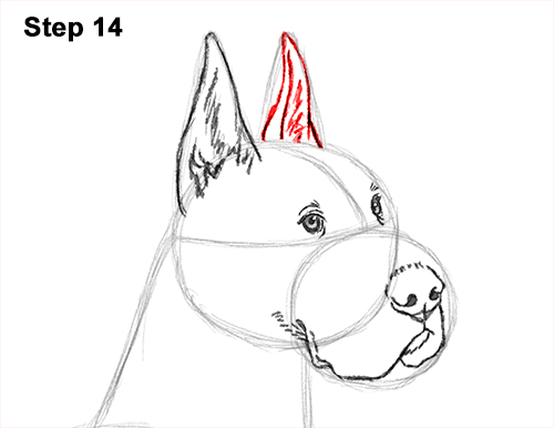 Draw Great Dane Dog 14 How to Draw a Tall Great Dane Dog 14