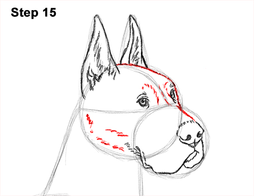 Draw Great Dane Dog 15 How to Draw a Tall Great Dane Dog 15