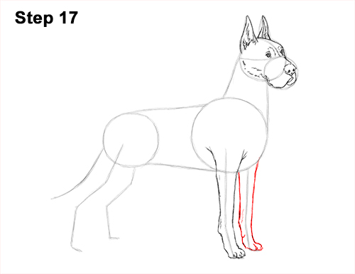 How to Draw a Tall Great Dane Dog 17