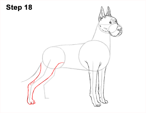 How to Draw a Tall Great Dane Dog 18