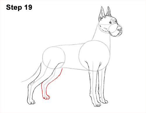 How to Draw a Tall Great Dane Dog 19