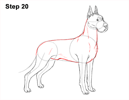 How to Draw a Tall Great Dane Dog 20