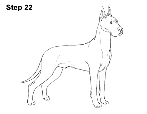 How to Draw a Tall Great Dane Dog 22