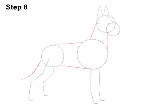 How to Draw a Tall Great Dane Dog 8