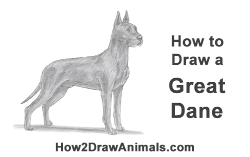 Draw a Great Dane Dog How to Draw a Tall Great Dane Dog
