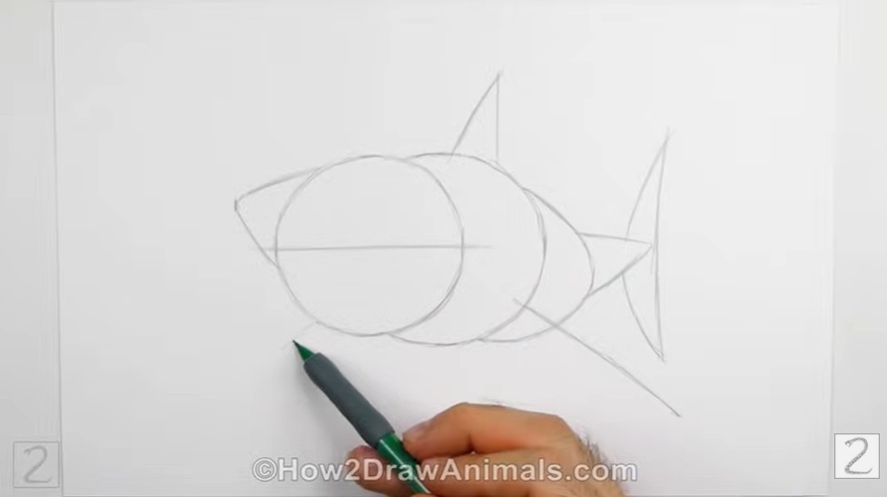 Guidelines Initial Pencil Sketch How to Draw a Shark Guidelines Initial Pencil Sketch