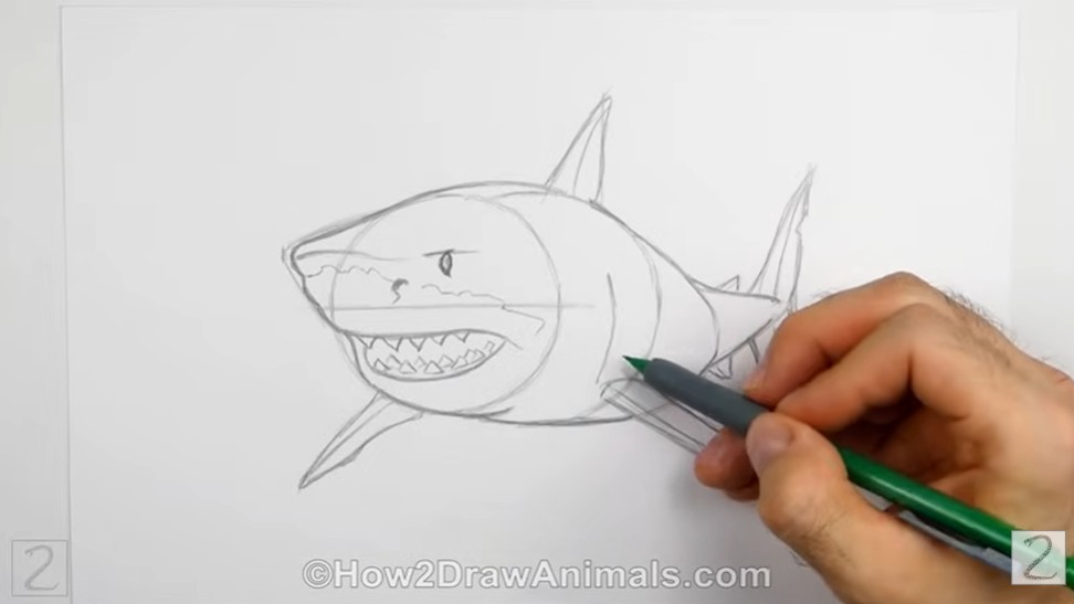Add the Fins and Body How to Draw a Shark Add the Fins and Body