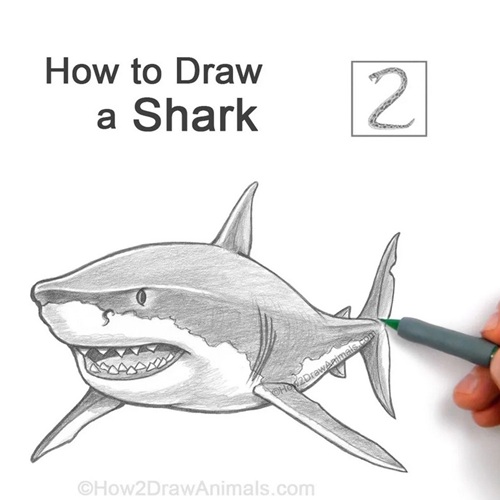 Add Finishing Touches, and You're Done! How to Draw a Shark Add Finishing Touches, and You're Done!