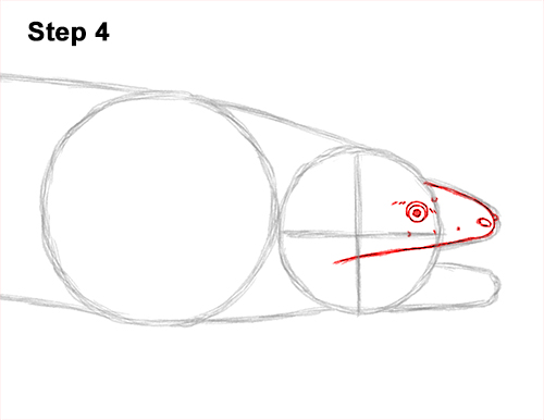 How to Draw a Green Moray Eel Side View 4