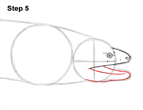 How to Draw a Green Moray Eel Side View 5