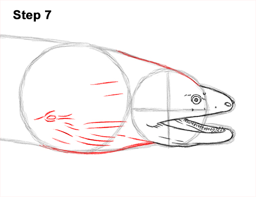 How to Draw a Green Moray Eel Side View 7