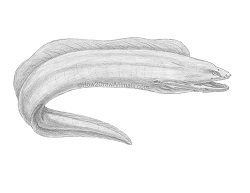 How to Draw a Green Moray Eel Side View