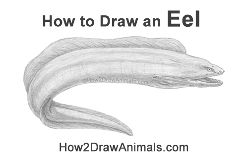 How to Draw a Green Moray Eel Side View