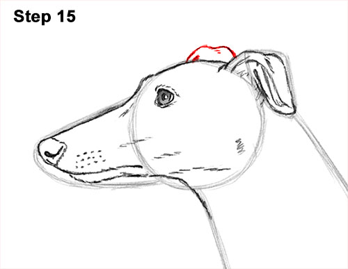 How to draw a Greyhound Dog 15 How to Draw Italian Greyhound Whippet Pupppy Dog 15
