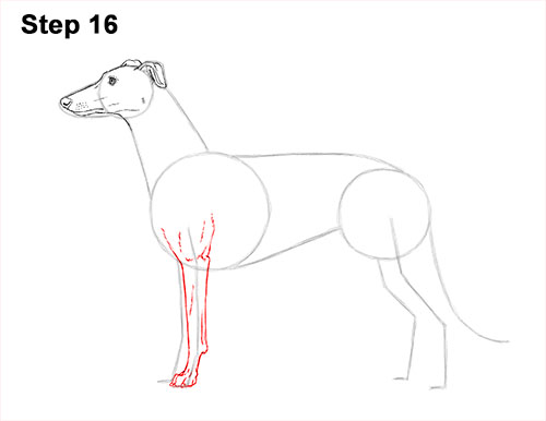 How to draw a Greyhound Dog 16 How to Draw Italian Greyhound Whippet Pupppy Dog 16