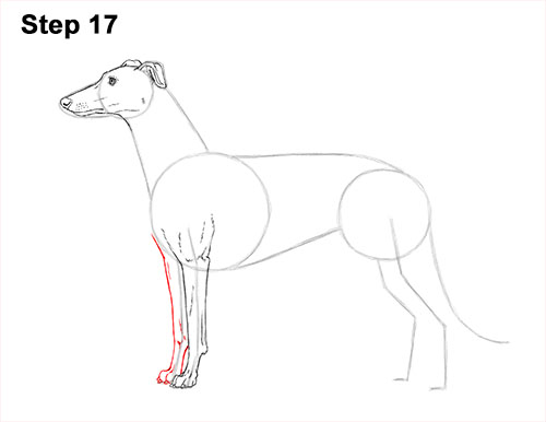 How to draw a Greyhound Dog 17 How to Draw Italian Greyhound Whippet Pupppy Dog 17