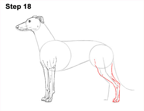 How to draw a Greyhound Dog 18 How to Draw Italian Greyhound Whippet Pupppy Dog 18