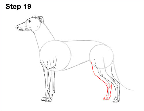 How to draw a Greyhound Dog 19 How to Draw Italian Greyhound Whippet Pupppy Dog 19
