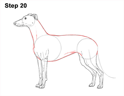 How to draw a Greyhound Dog 20 How to Draw Italian Greyhound Whippet Pupppy Dog 20