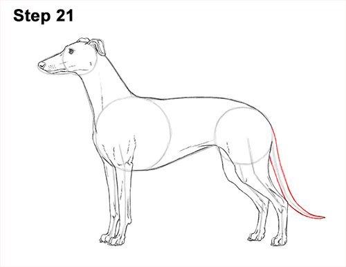 How to draw a Greyhound Dog 21 How to Draw Italian Greyhound Whippet Pupppy Dog 21