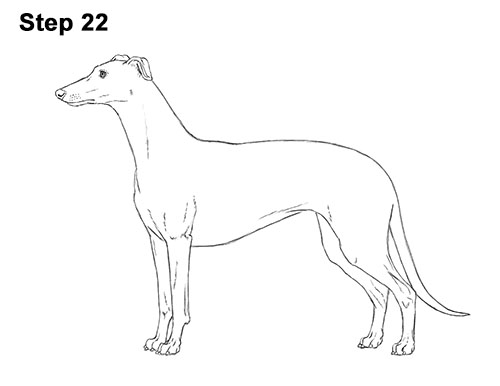 How to draw a Greyhound Dog 22 How to Draw Italian Greyhound Whippet Pupppy Dog 22