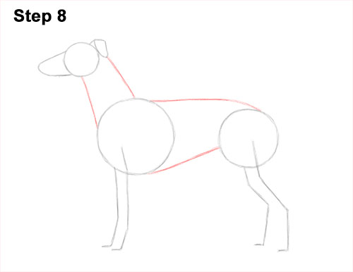 How to draw a Greyhound Dog 8 How to Draw Italian Greyhound Whippet Pupppy Dog 8