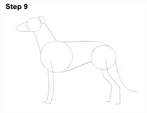 How to draw a Greyhound Dog 9 How to Draw Italian Greyhound Whippet Pupppy Dog 9