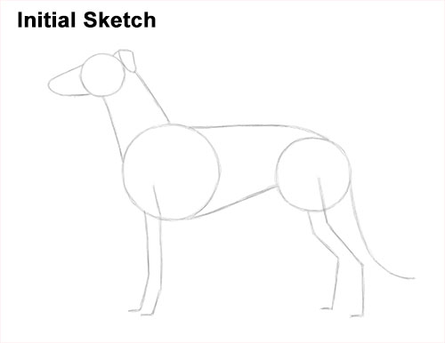 How to draw a Greyhound Dog Guidelines How to Draw Italian Greyhound Whippet Pupppy Dog Initial Sketch