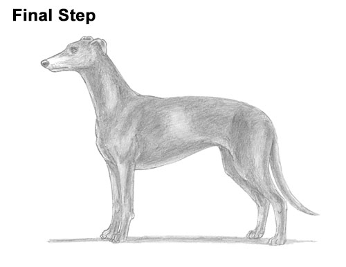 How to draw a Greyhound Dog How to Draw Italian Greyhound Whippet Pupppy Dog
