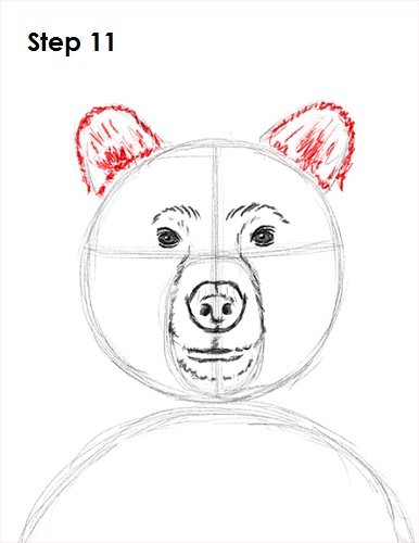 Draw Grizzly Bear 11