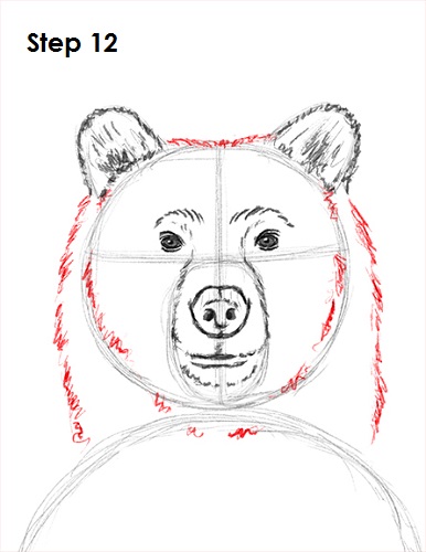Draw Grizzly Bear 12
