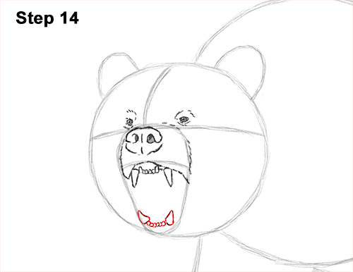 Grizzly Bear Roaring 14 Draw a Growling Grizzly Bear Walking 14