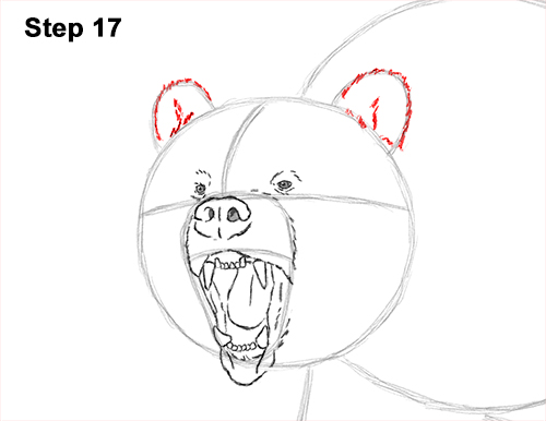 Draw a Growling Grizzly Bear Walking 17