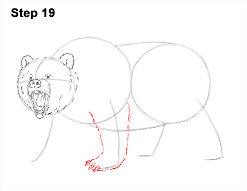 Draw a Growling Grizzly Bear Walking 19