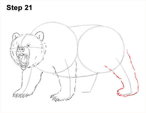 Draw a Growling Grizzly Bear Walking 21