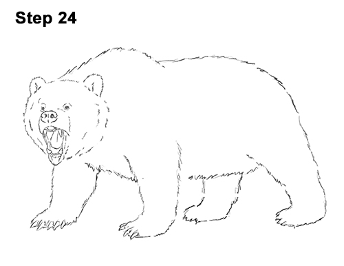 Draw a Growling Grizzly Bear Walking 24